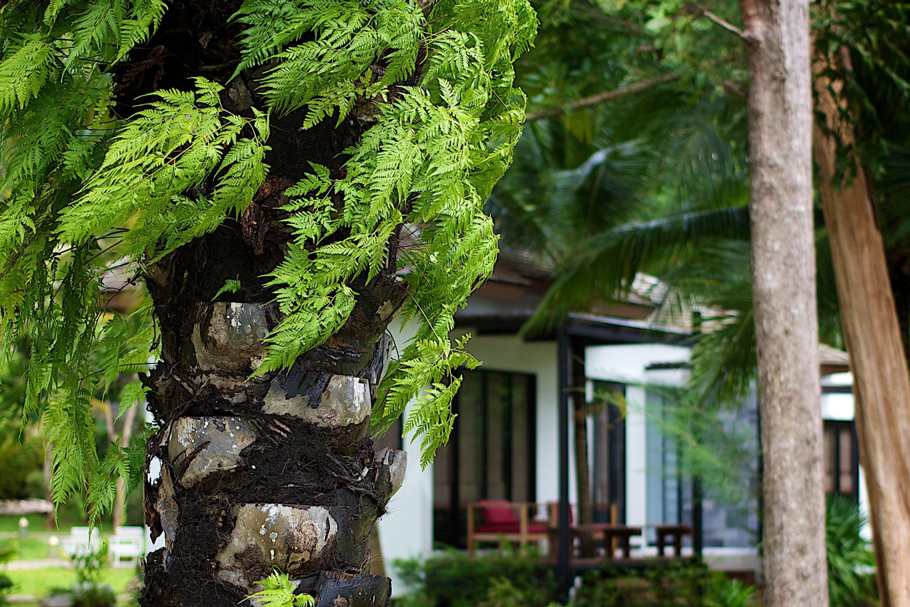 The Mangrove Phuket By Blu Monkey Resort 4*