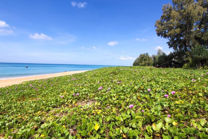 Hotel Maikhao Palm - Sha 4*