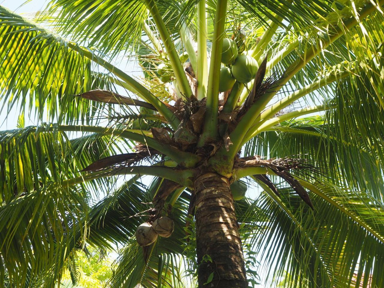 Rumah tetamu Coconut Nai Yang