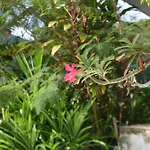 Baan Suan Villa 1