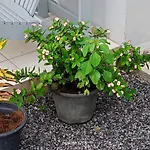 Homestay Pakrongcheep