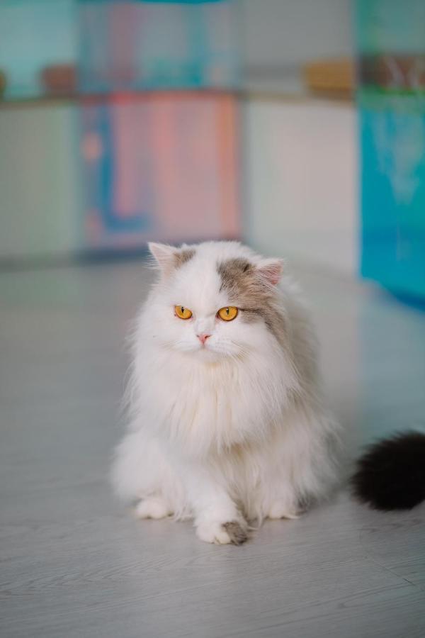 Hotel Meow Cafe &