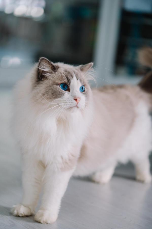 Meow Cafe & *