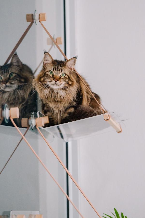 Meow Cat Cafe & Hotel Patong