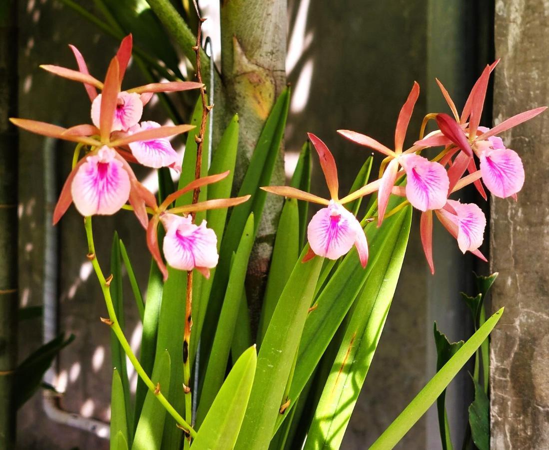 Villa Flora 5/6p *