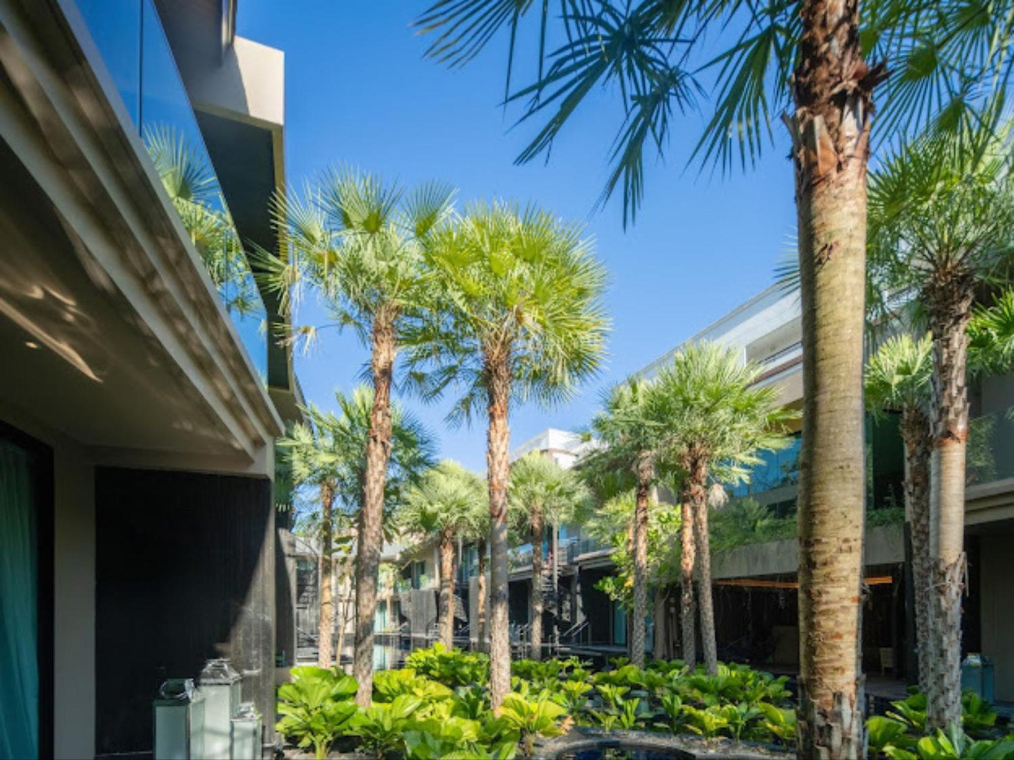 Areca And