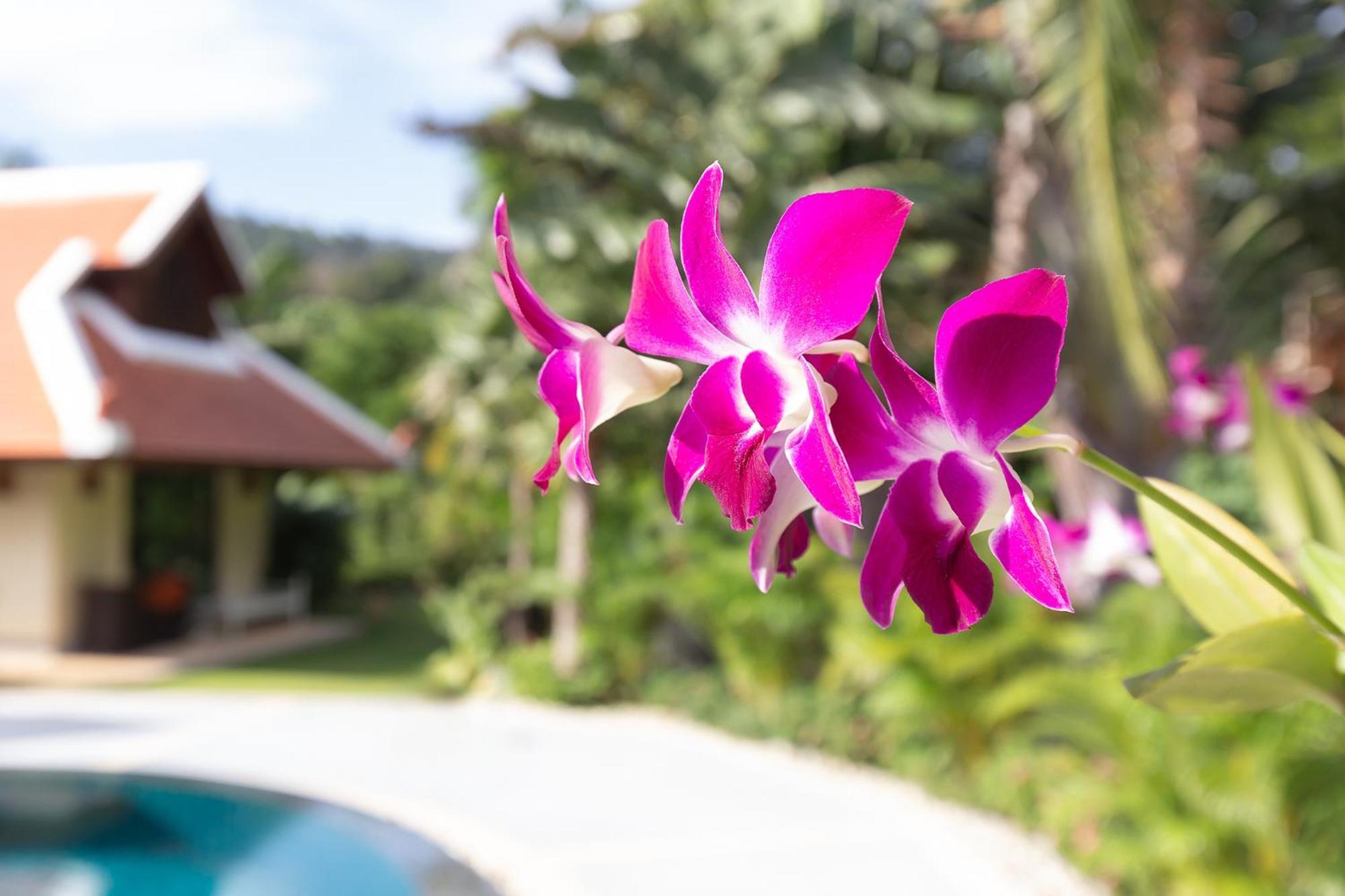Villa Carlos, Luxury 7 Bdr Private Pool Villa, Baan Bua Nai Harn, Phuket *
