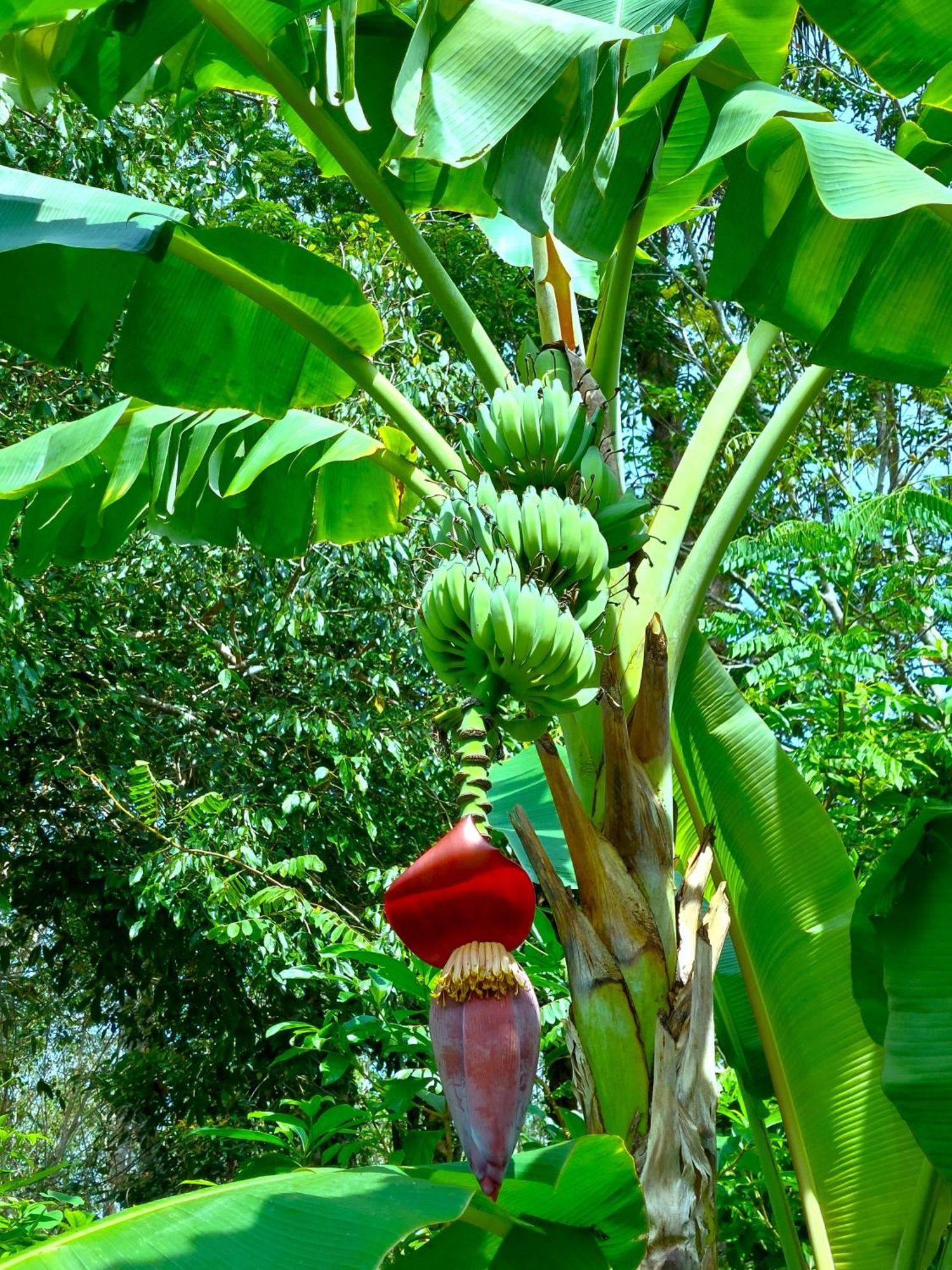 Flora 5/6p Phuket