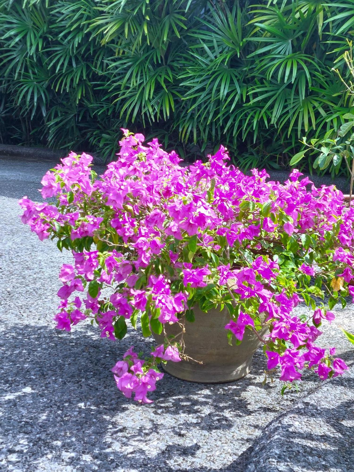 Flora 5/6p *