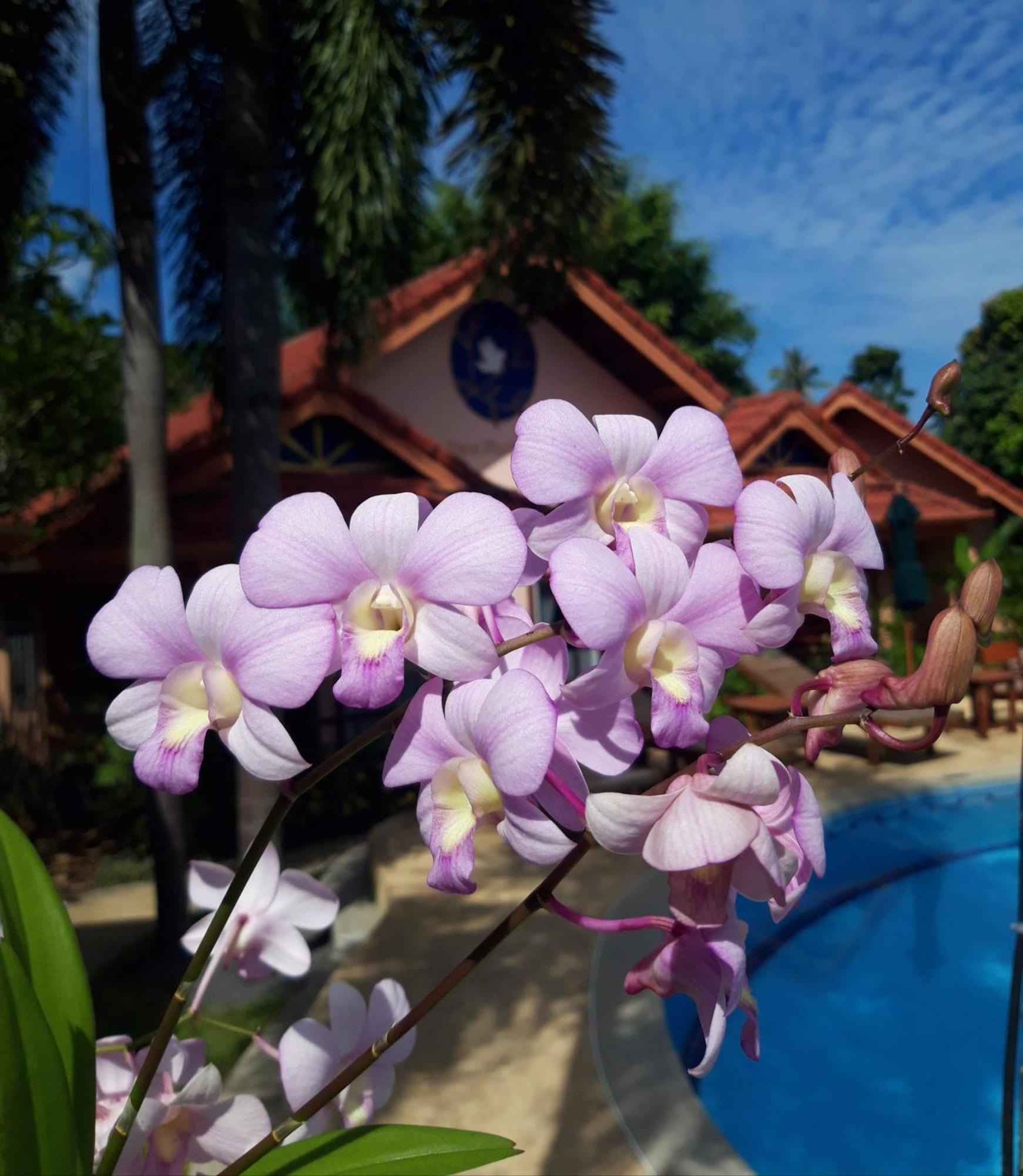 The Pace Phuket Boutique Rawai