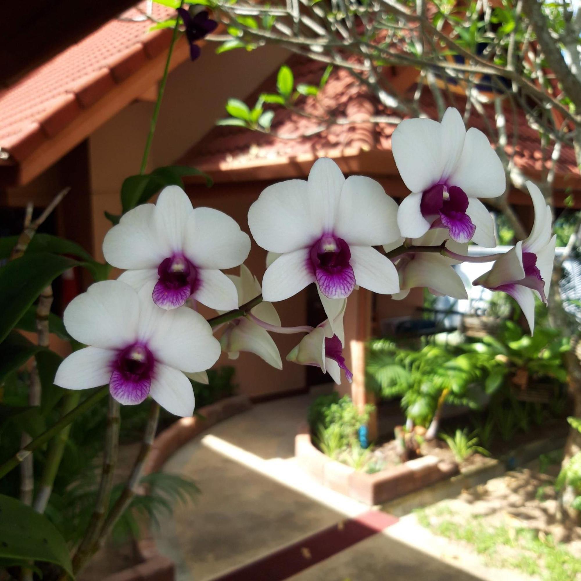 The Pace Phuket Boutique Hotel 4*