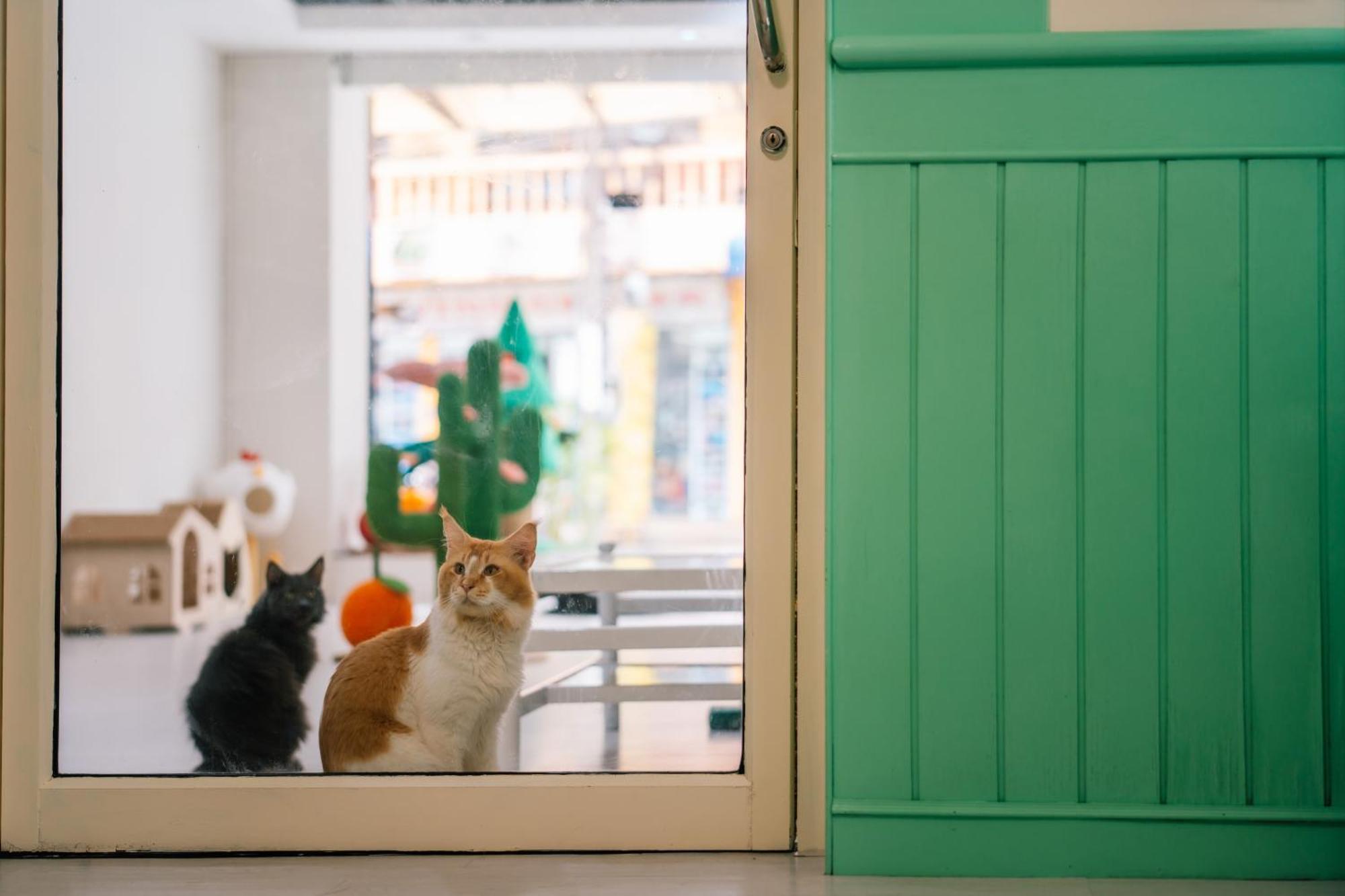 Catnip Seaside Hotel&cafe Hotel Kathu