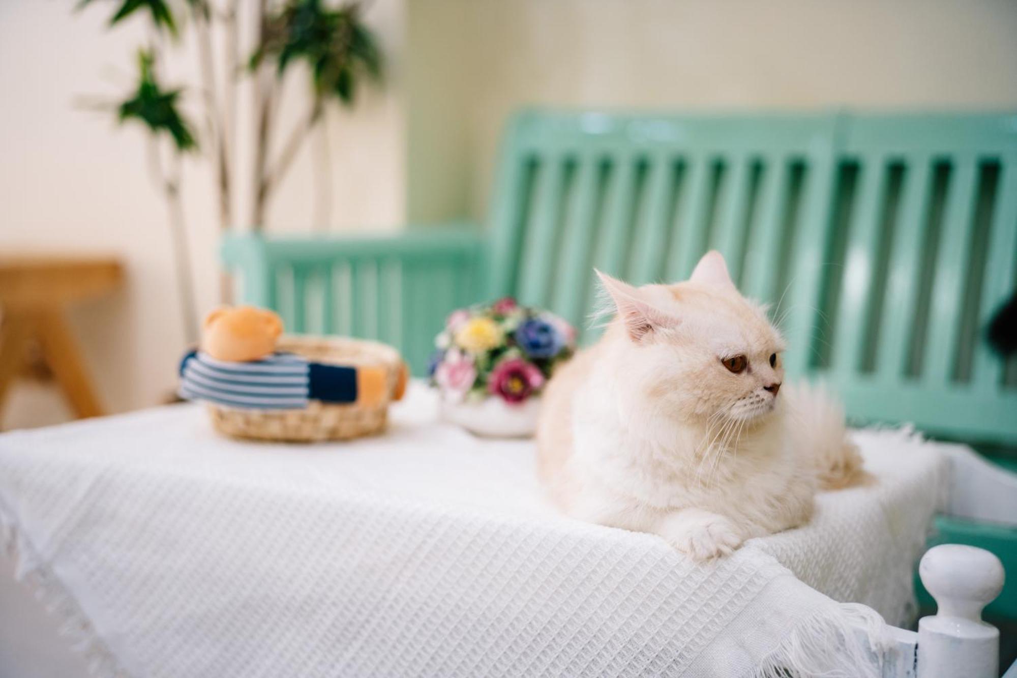 Catnip Seaside Hotel&cafe 3* Kathu
