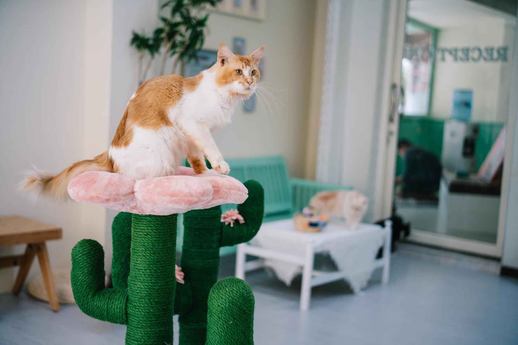 Catnip Seaside Hotel&cafe Hotel Kathu