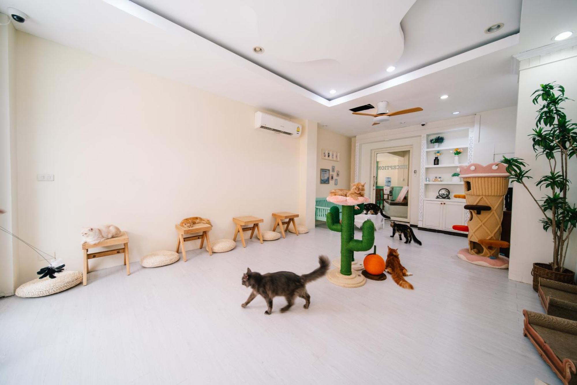 Hotel Catnip Seaside Hotel&cafe Kathu