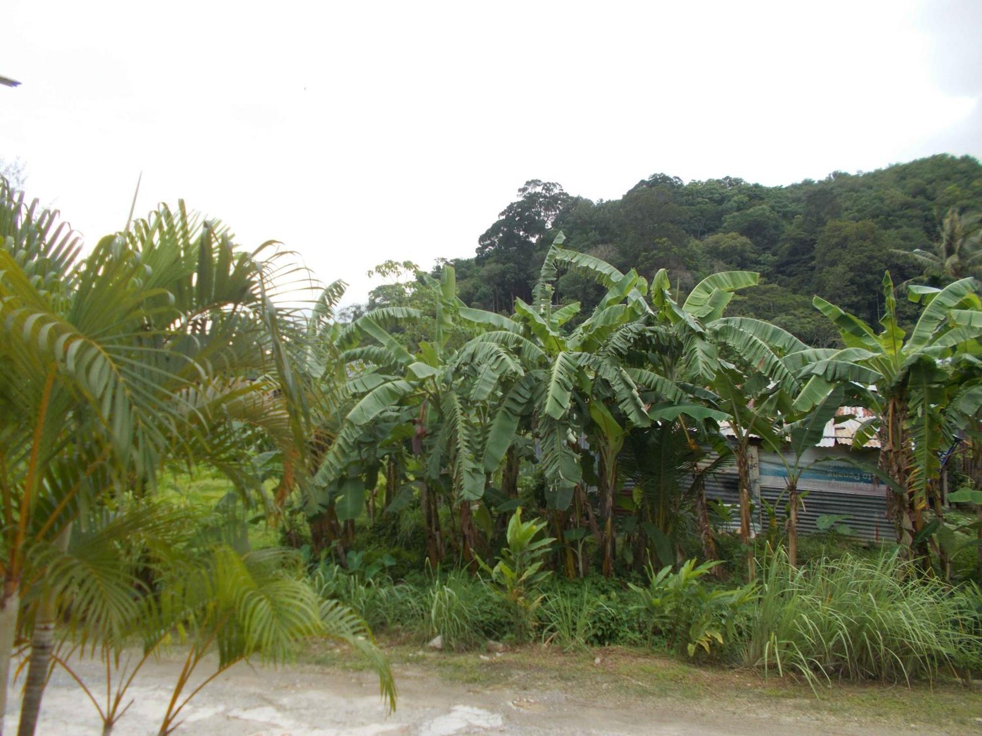 Absolute Calm For Long Sleepers And Others Holiday home Kamala Beach