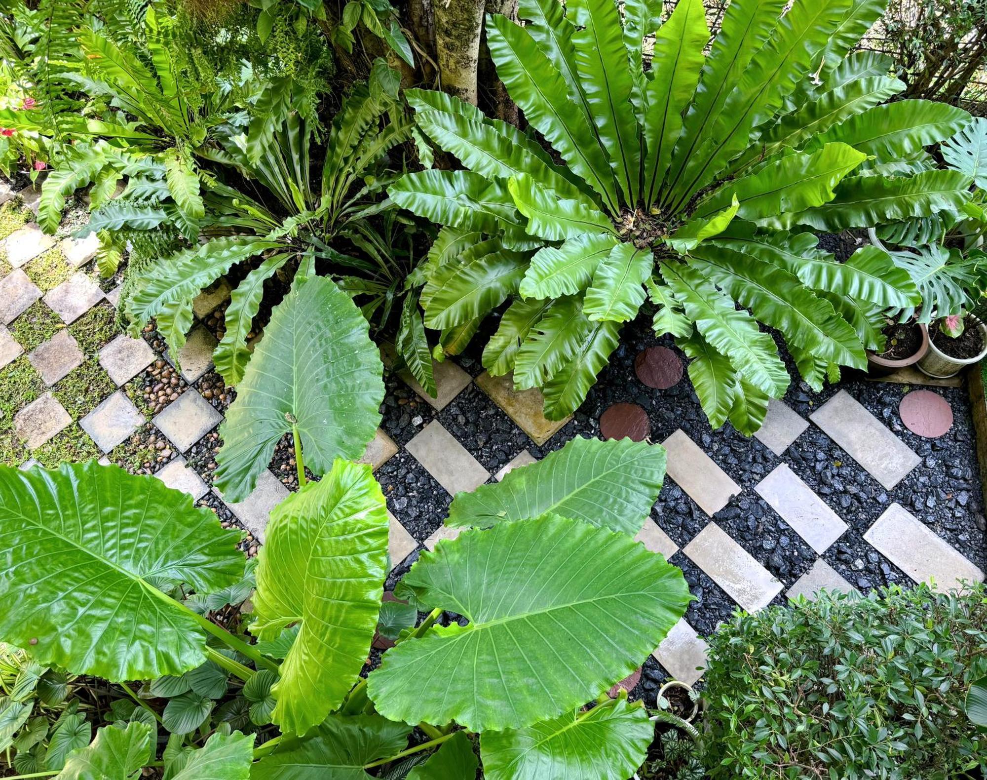 Ideo Phuket - Sha Extra Hotel Nai Yang