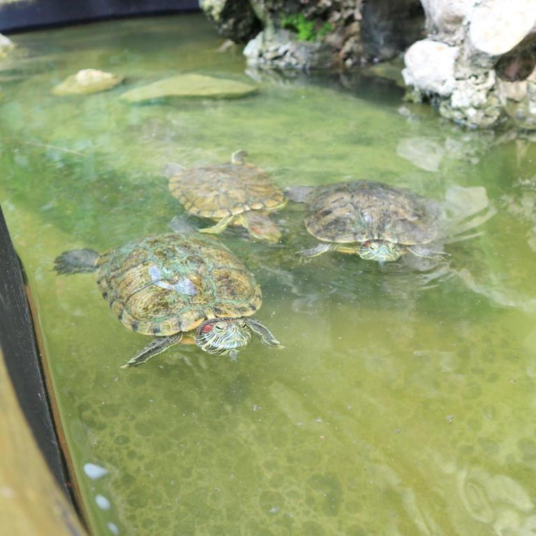 Tropical Garden 3* Kamala Beach