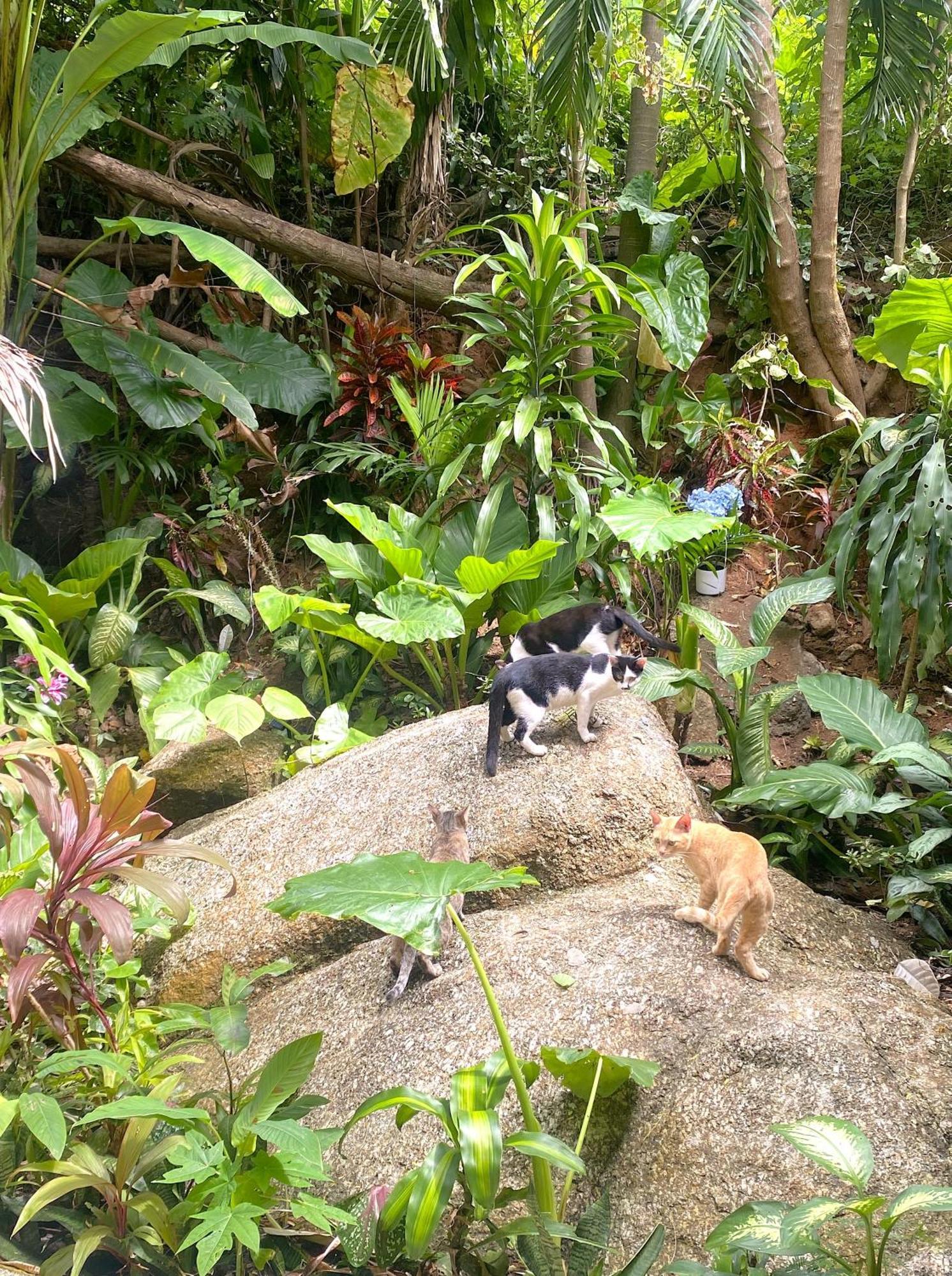 Oasis & Villa Karon