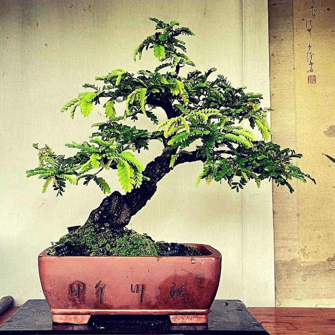 Ihoc - Phuket Oldtown * Ban Lo Long