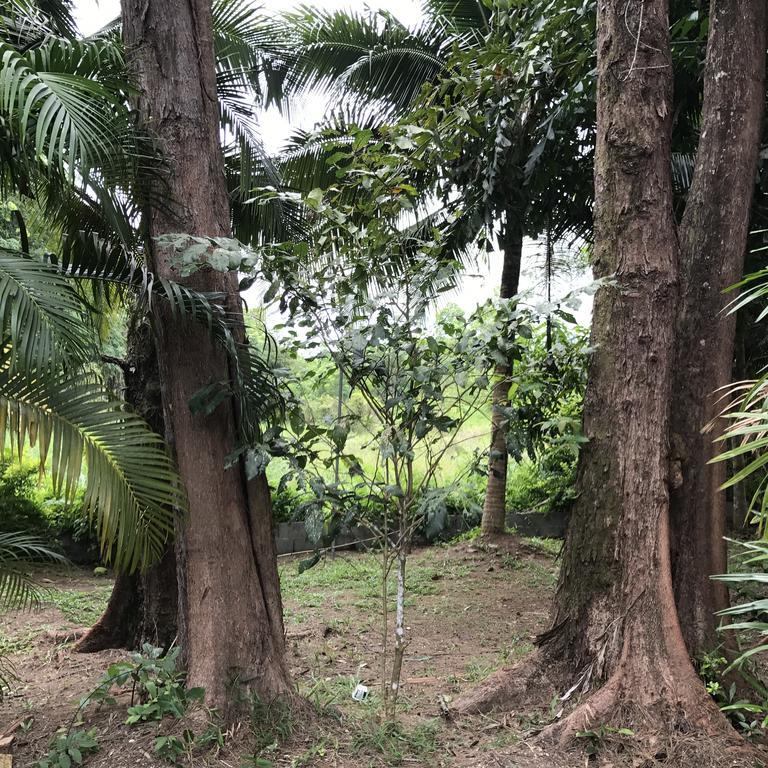 Coconut 2* Nai Yang