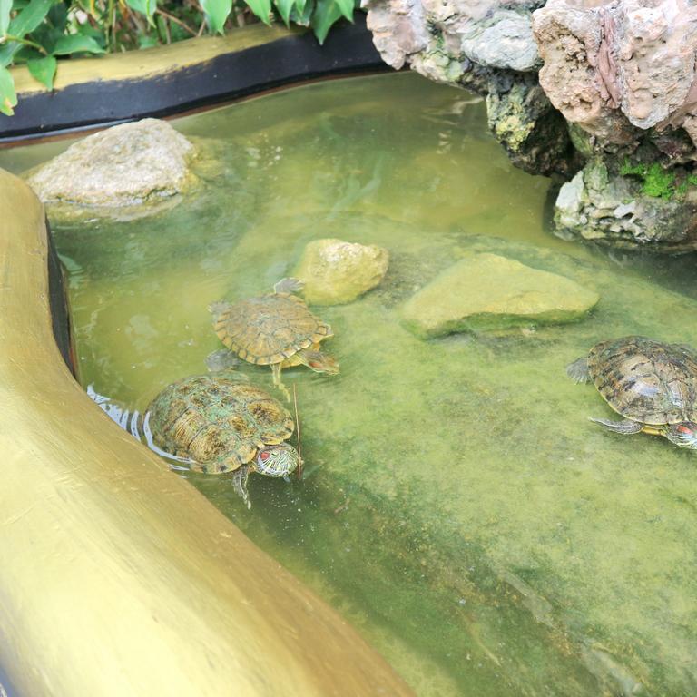 Tropical Garden Kamala Beach