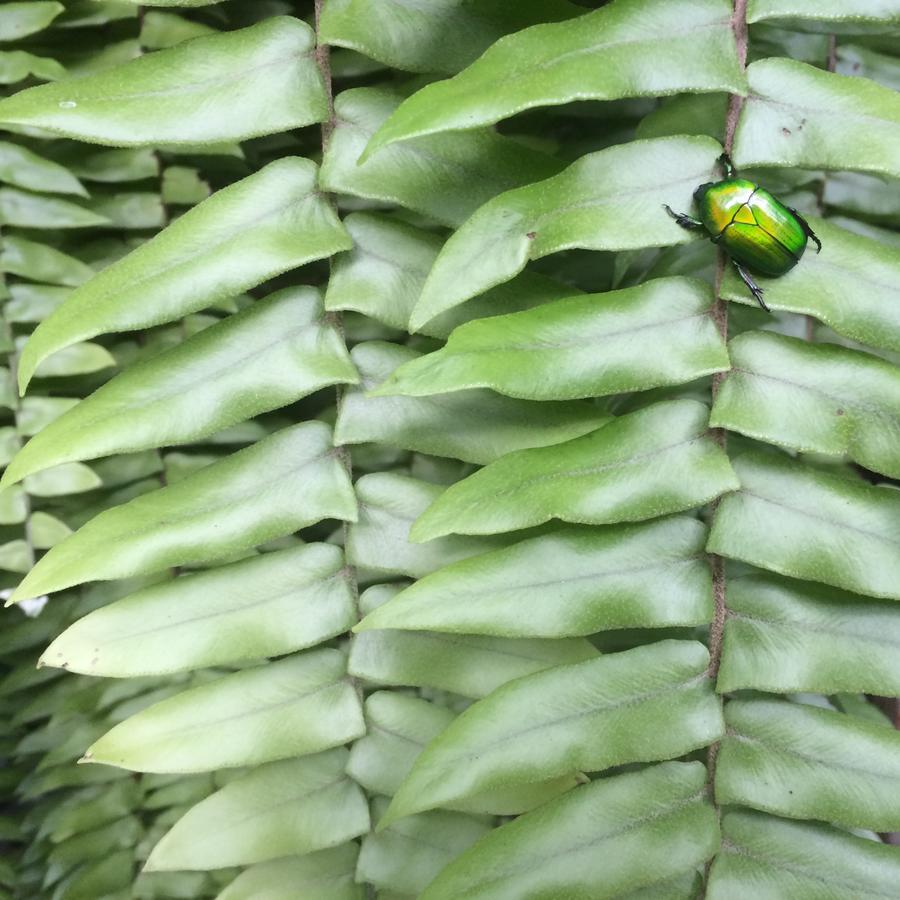 Resort Fern House Retreat