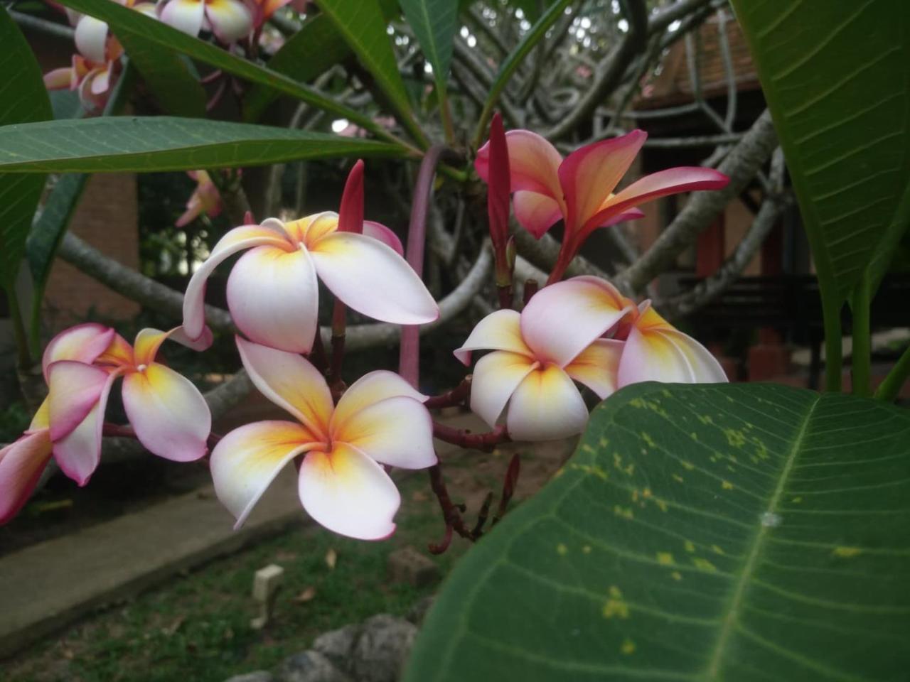 Flora Ville-sha 2*