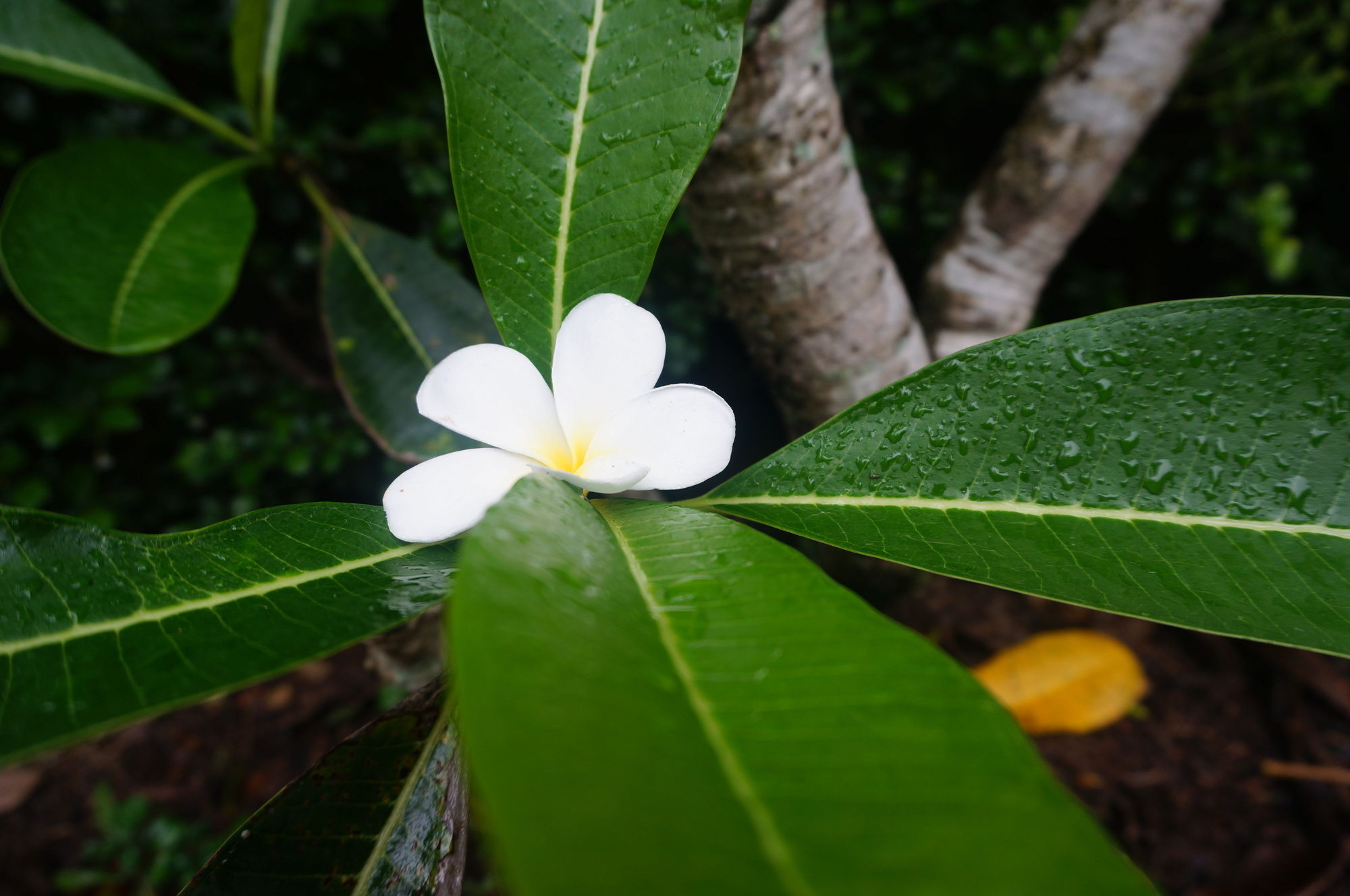 Ruen Tai Boutique * Phuket