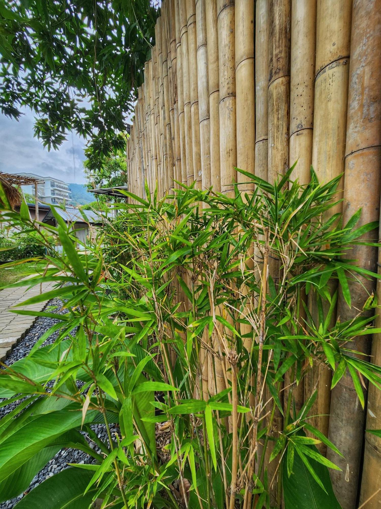Hostel Bambus Restaurant, Bar & Patong