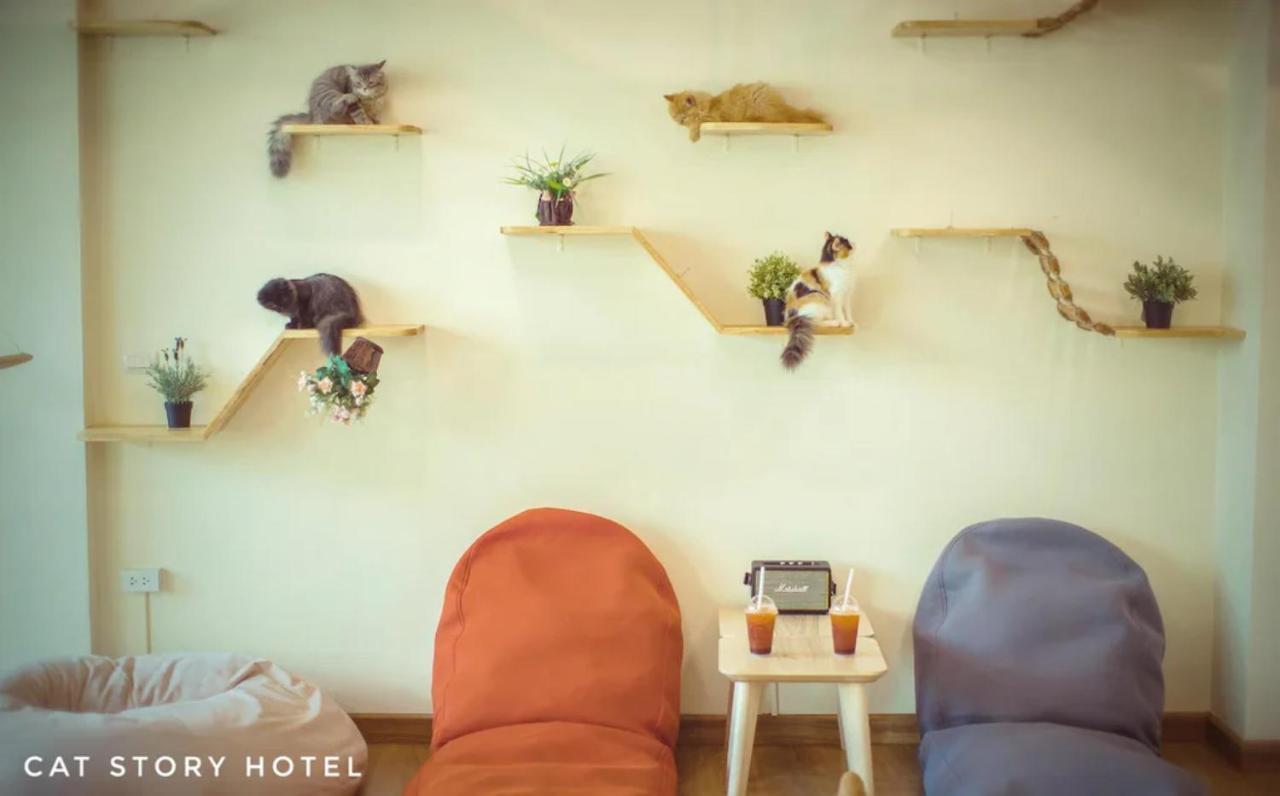 Hotel Cat Story