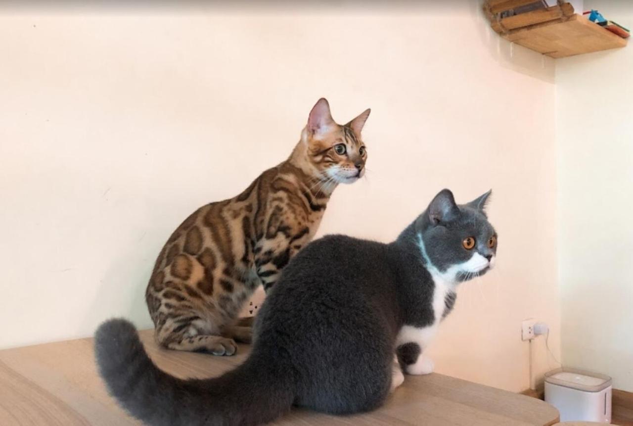 Hotel Cat Story