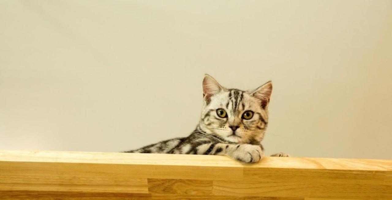 Cat Story Patong