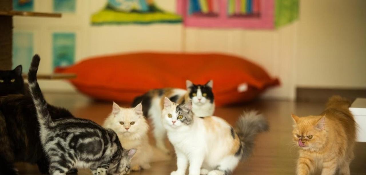 Cat Story Patong