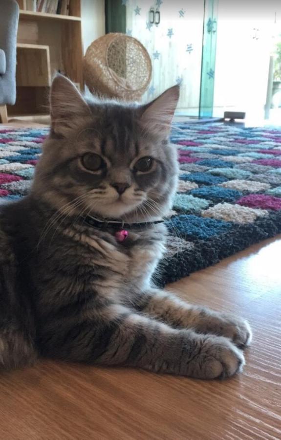 Hotel Cat Story