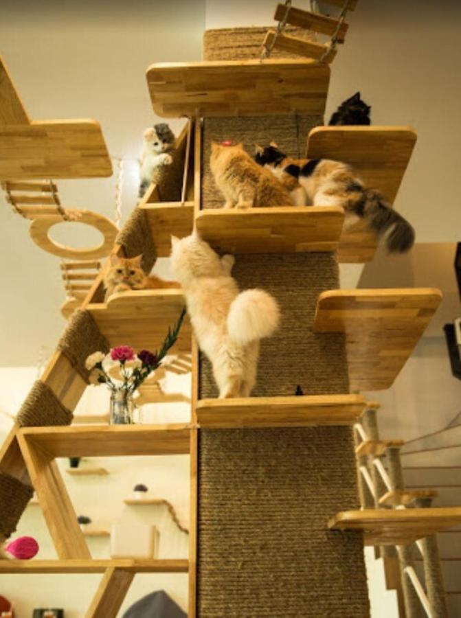 Hotel Cat Story 3*