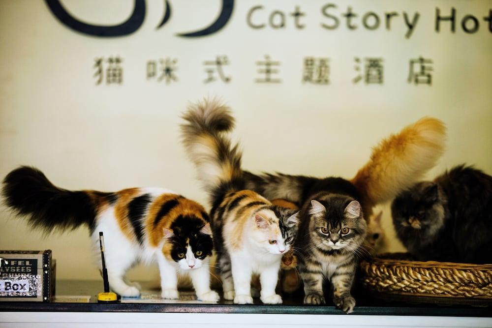 Cat Story Hotel 3*