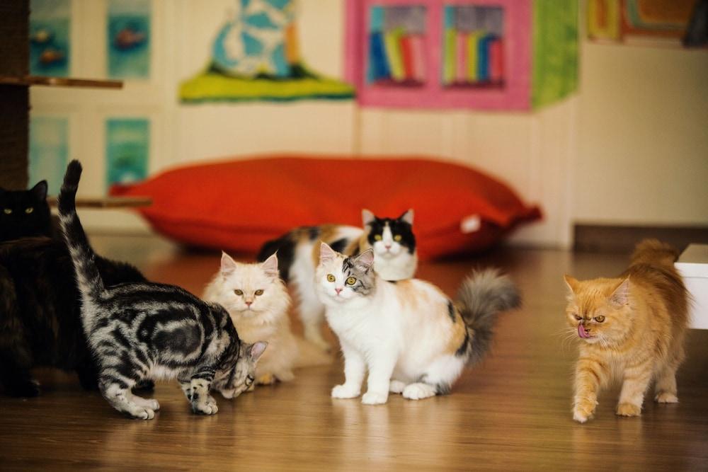 Cat Story Hotel Patong