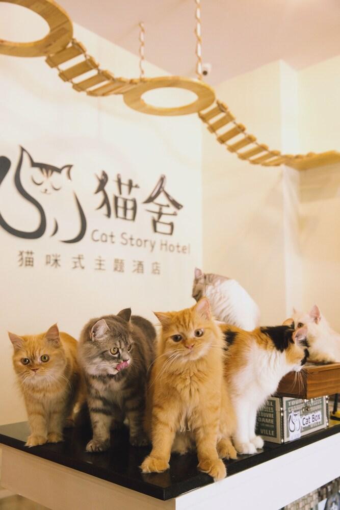 Cat Story Hotel 3*