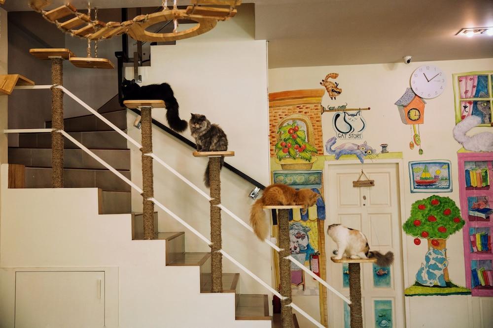 Cat Story 3*
