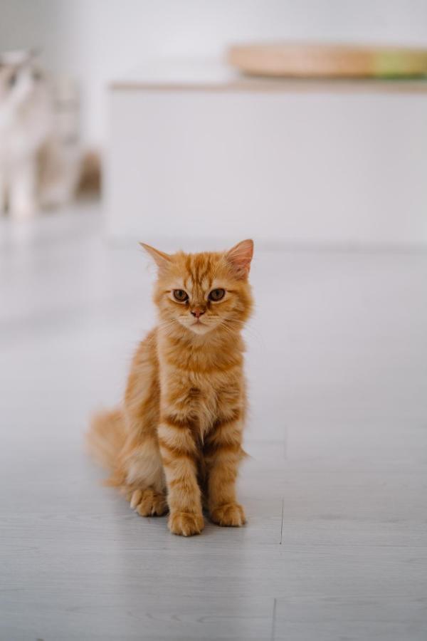 Meow Cat Cafe & Hotel Patong