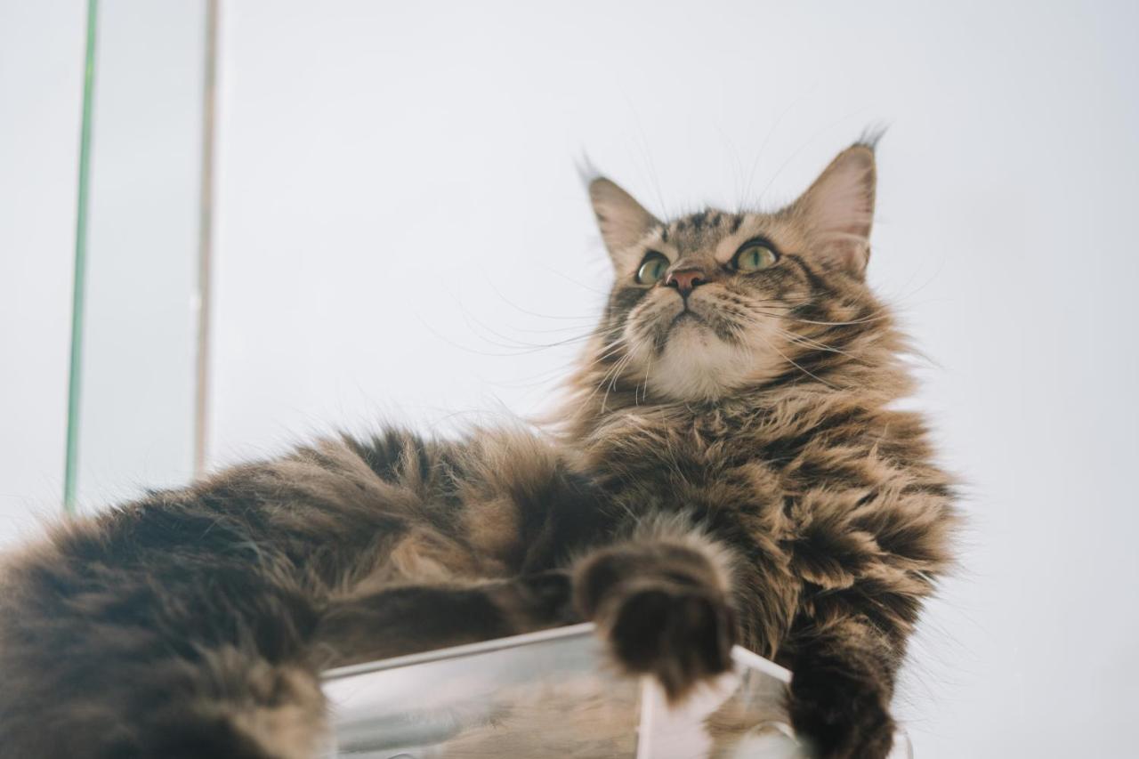 Meow Cat Cafe & * Patong