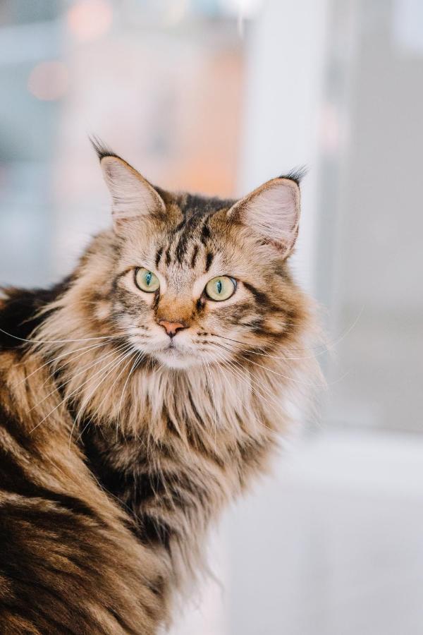 Meow Cat Cafe & Hotel
