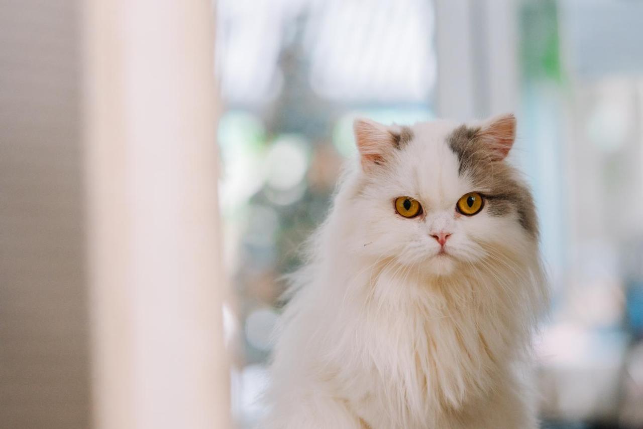 Meow Cat Cafe & *
