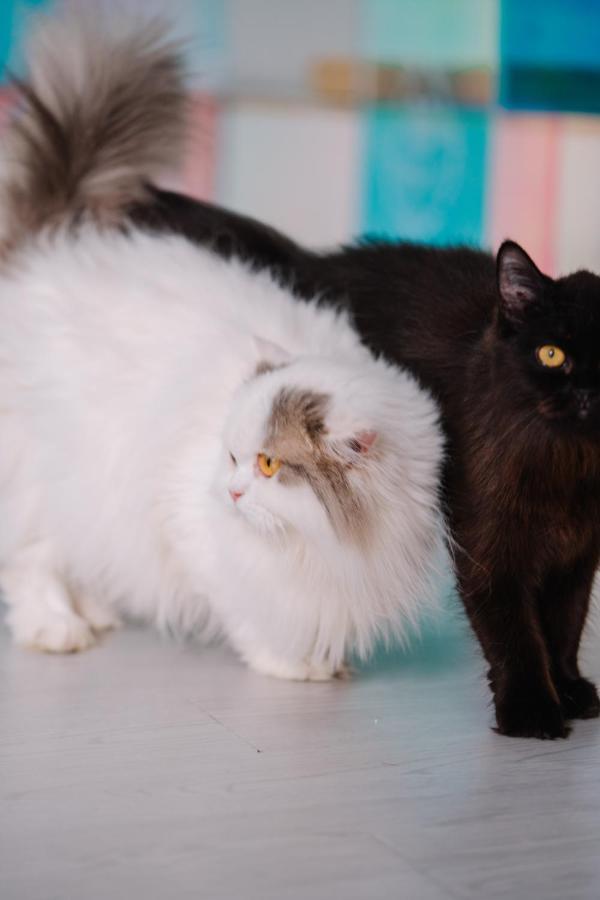Meow Cat Cafe & Hotel *